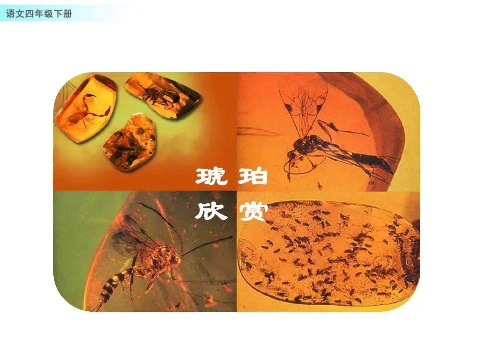 5 琥珀（课件1）_03.webp
