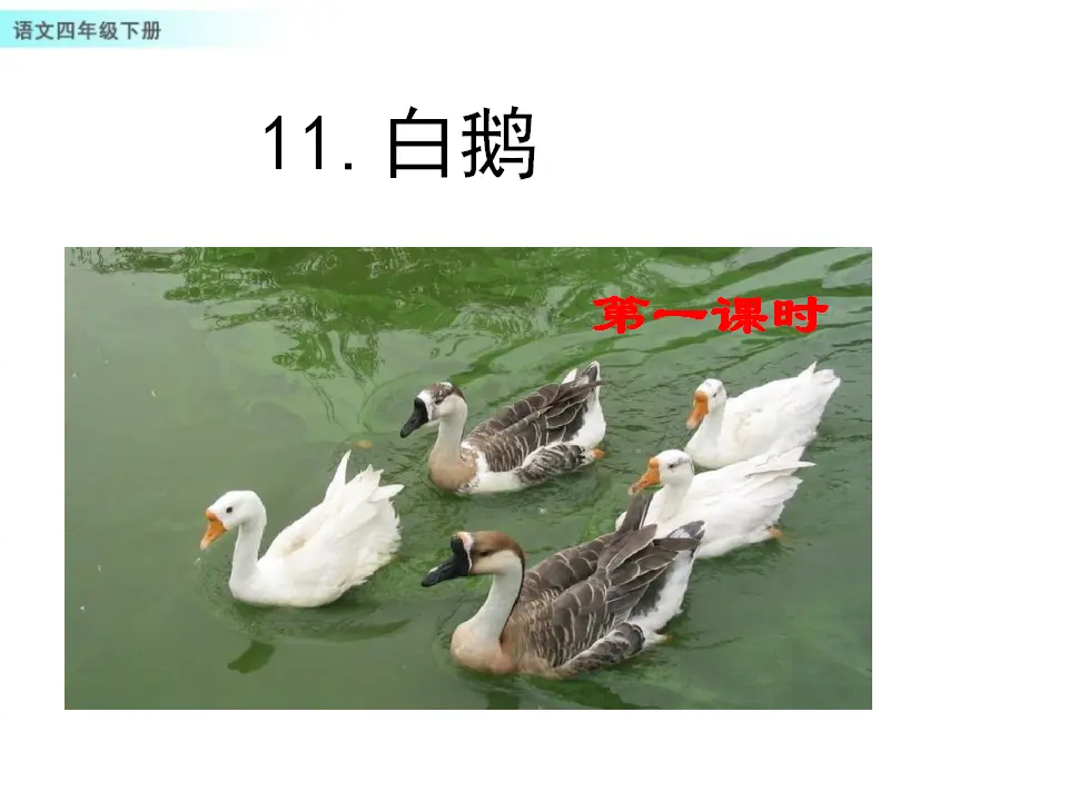 15 白鹅（课件1）_01.webp