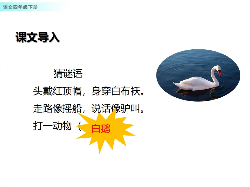 15 白鹅（课件1）_02.webp