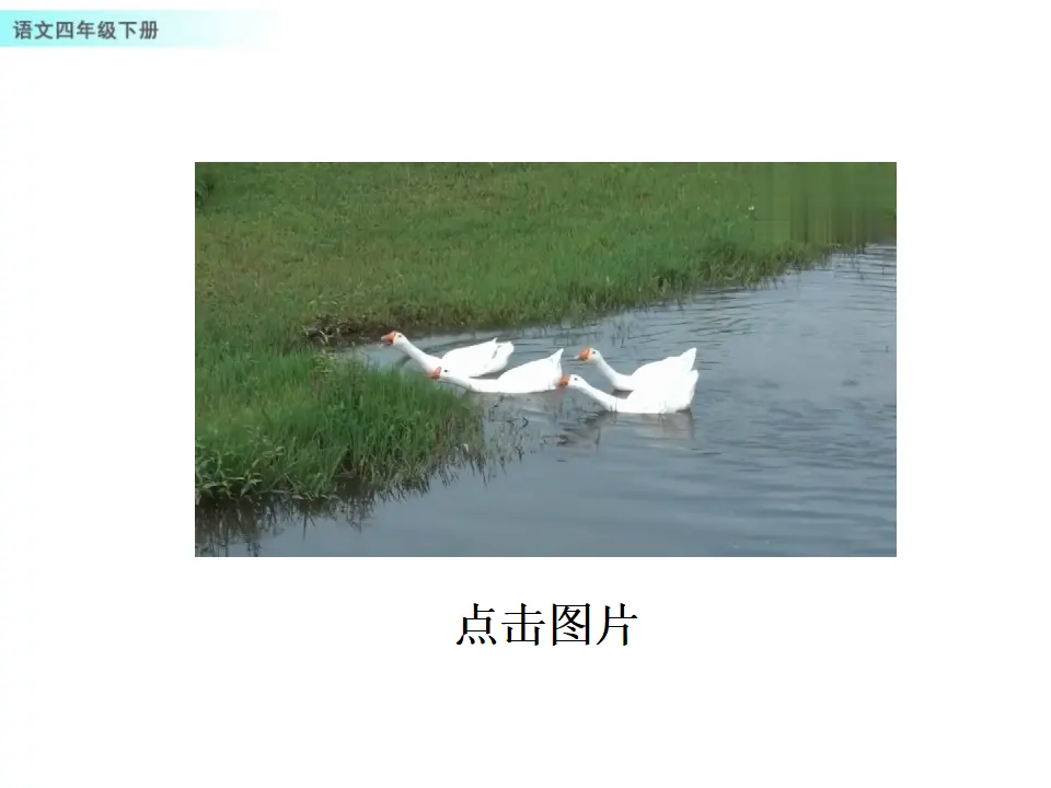15 白鹅（课件1）_03.webp