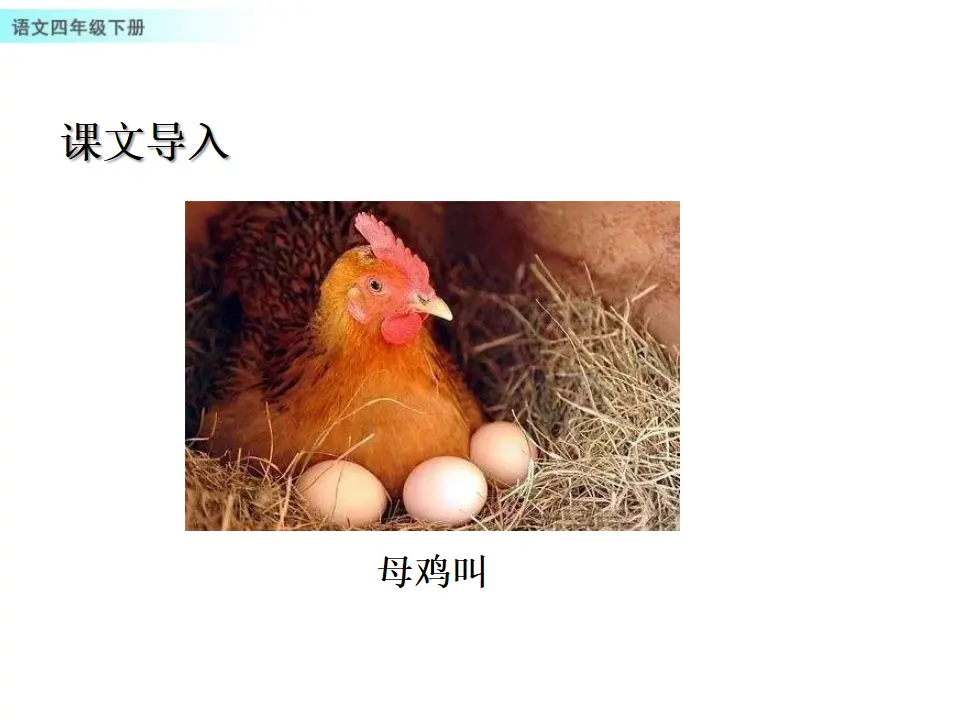 14 母鸡（课件1）_02.webp