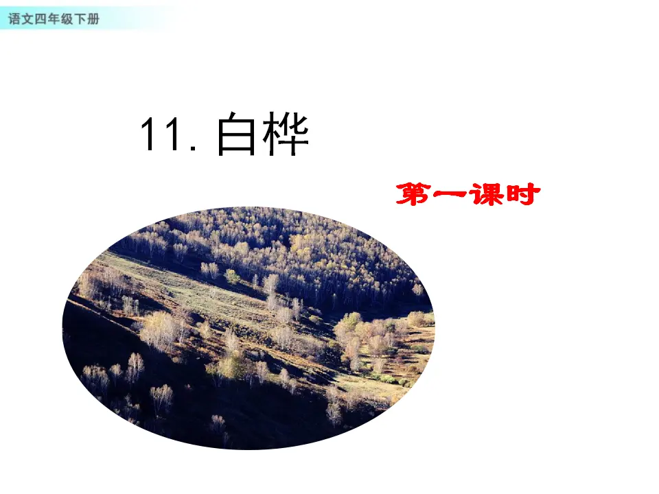 11 白桦（课件1）_01.webp