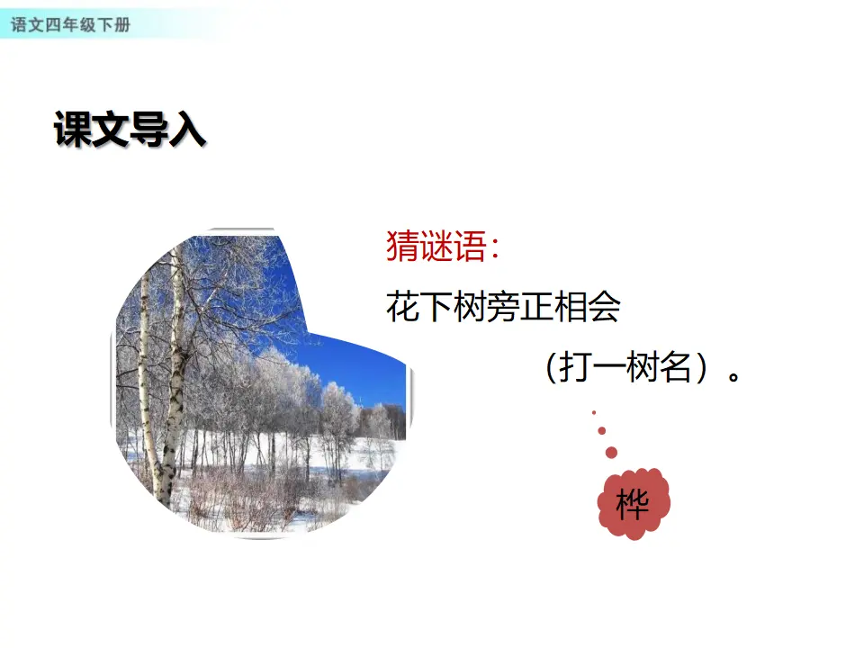 11 白桦（课件1）_02.webp