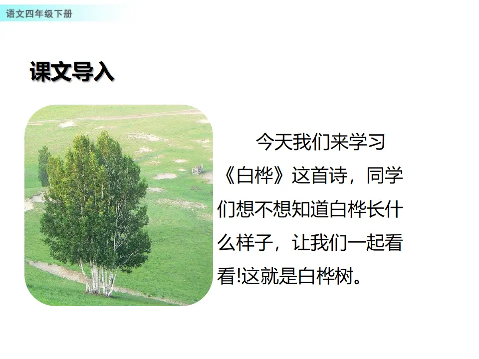 11 白桦（课件1）_03.webp