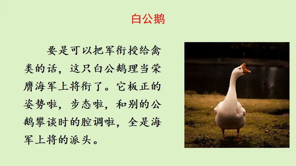 链接1：白公鹅（课件2）_01.webp