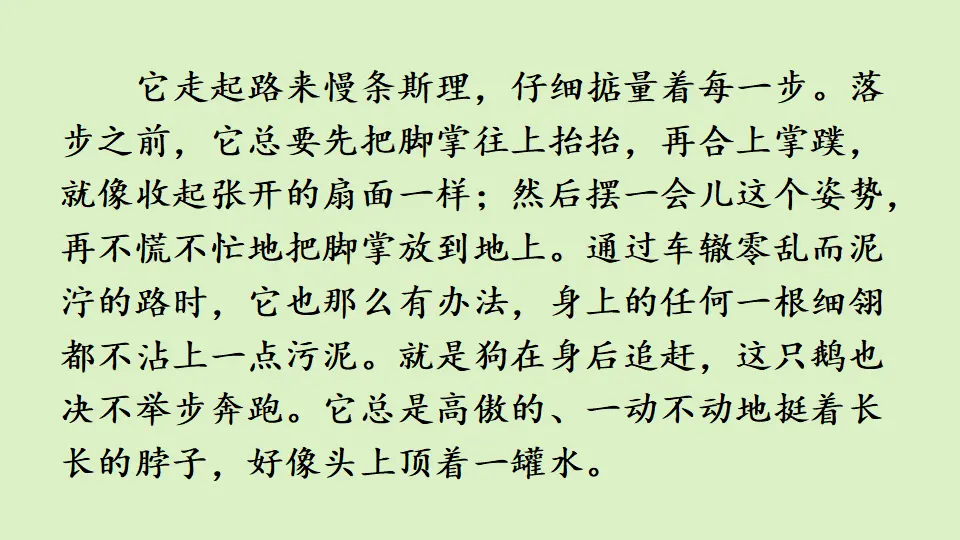 链接1：白公鹅（课件2）_02.webp