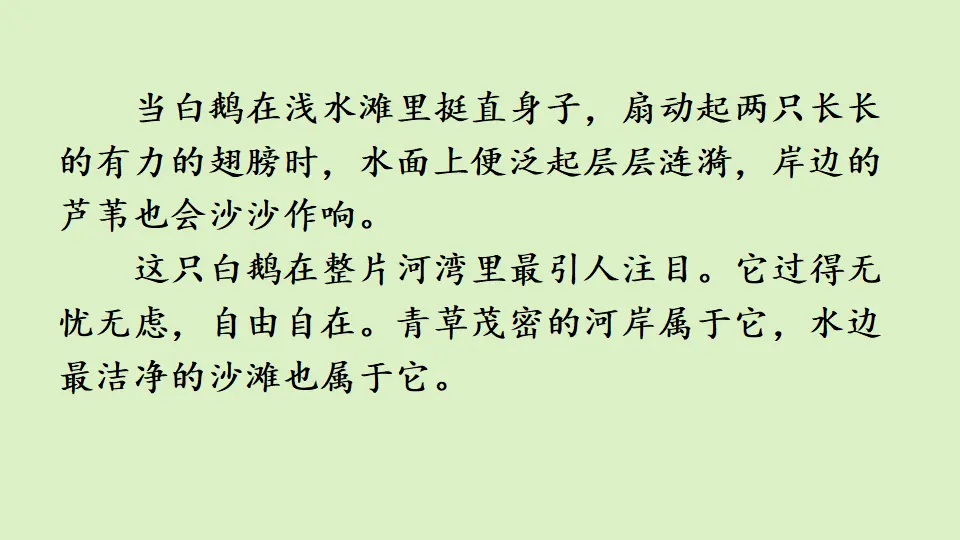 链接1：白公鹅（课件2）_03.webp