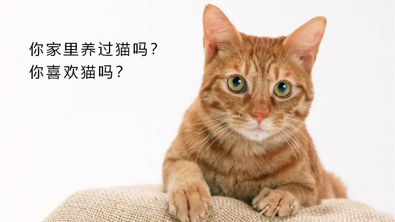 13.猫（课件3）_01.webp