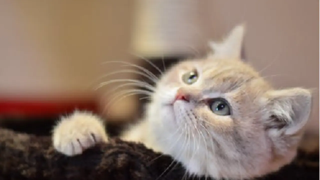 13.猫（课件3）_02.webp