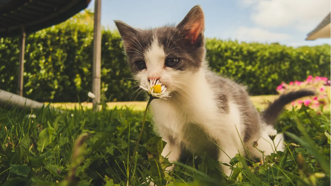 13.猫（课件3）_03.webp