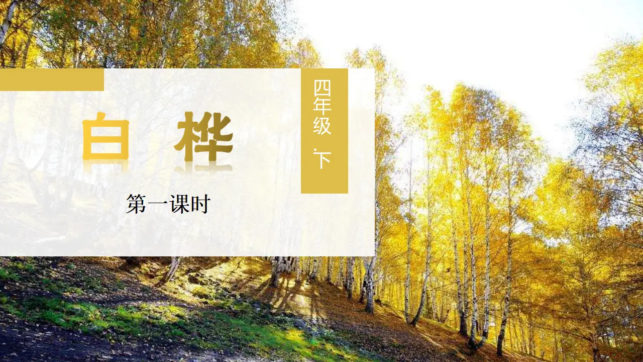 11.白桦（课件3）_03.webp