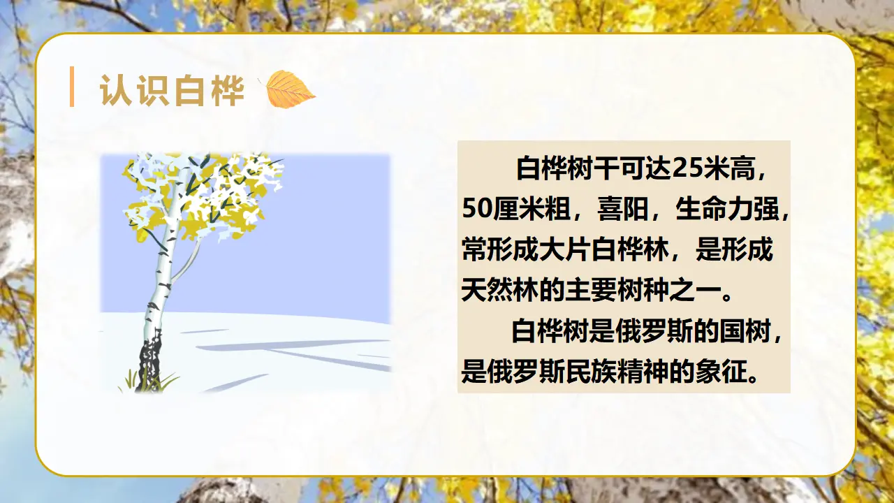 11.白桦（课件3）_05.webp