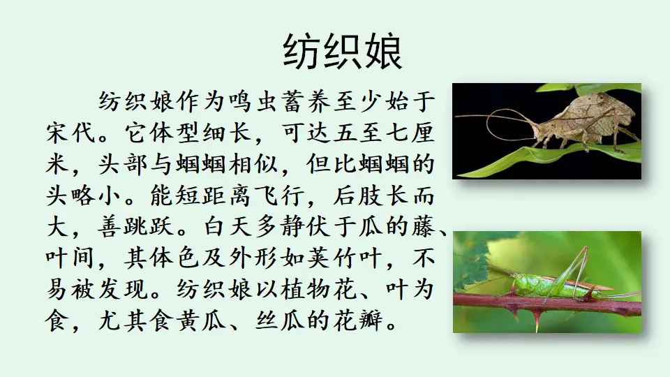 链接4：纺织娘（课件4）_01.webp