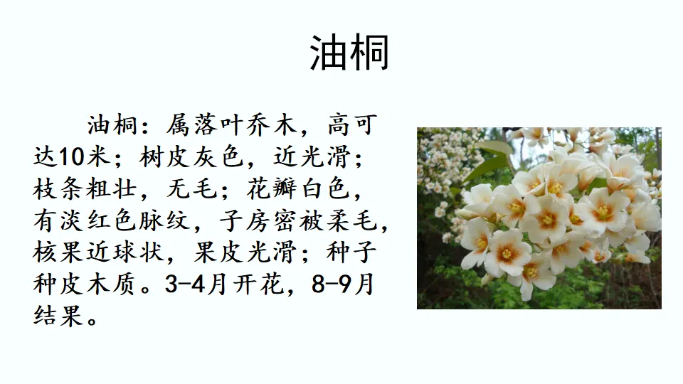 链接3：油桐（课件4）_01.webp