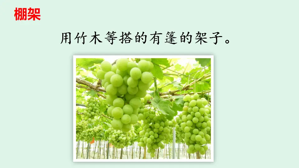 链接2：棚架（课件4）_01.webp