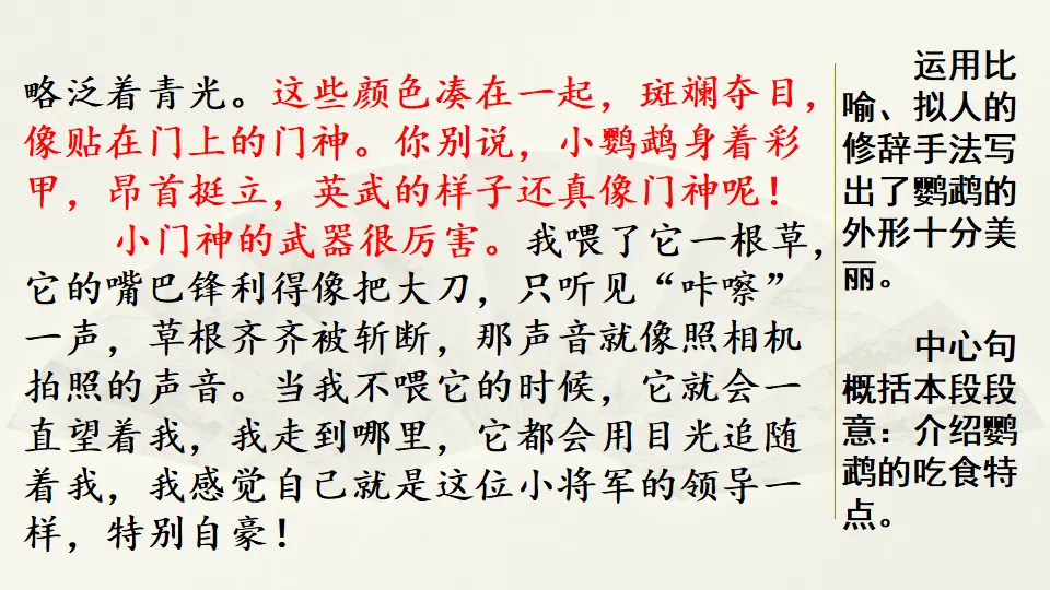 范文1：我的动物朋友——小鹦鹉（课件4）_02.webp