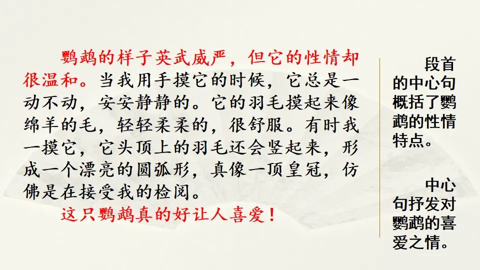 范文1：我的动物朋友——小鹦鹉（课件4）_03.webp
