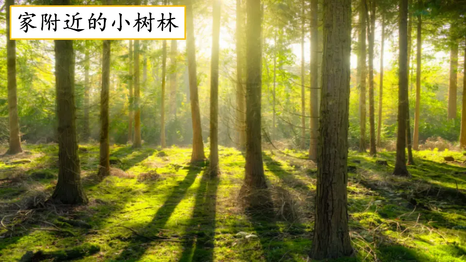 习作：游________（课件4）_04.webp
