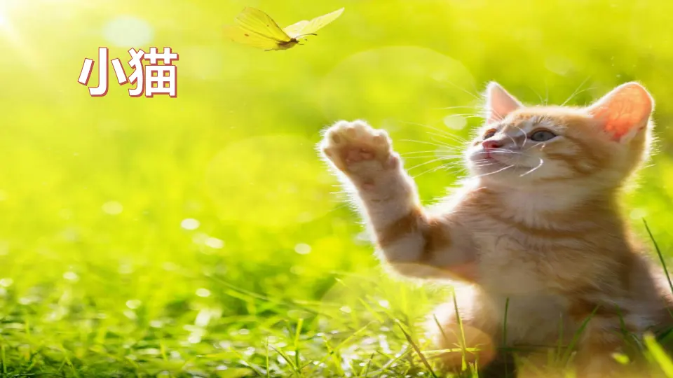 习作：我的动物朋友（课件4）_02.webp