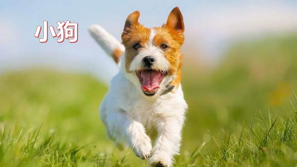习作：我的动物朋友（课件4）_03.webp