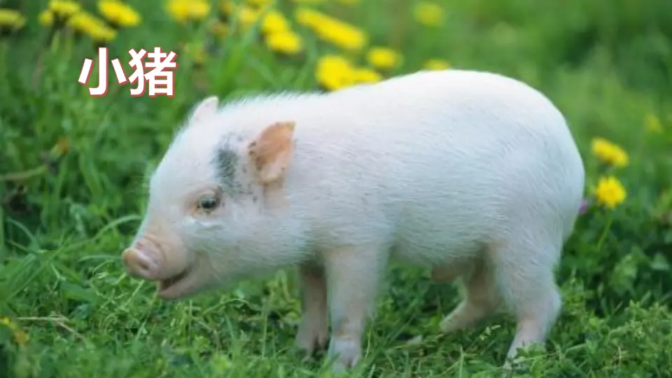 习作：我的动物朋友（课件4）_04.webp