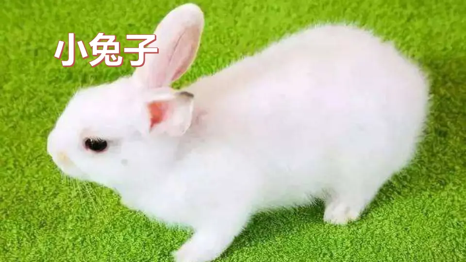 习作：我的动物朋友（课件4）_05.webp