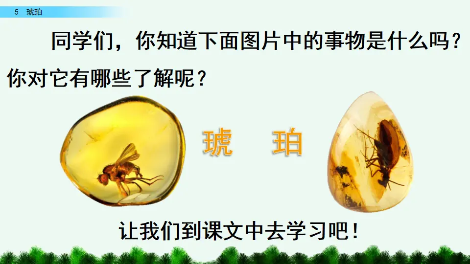 5  琥珀（课件4）_01.webp