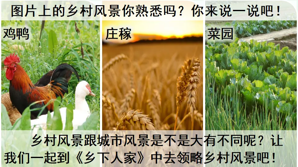 2  乡下人家（课件4）_01.webp