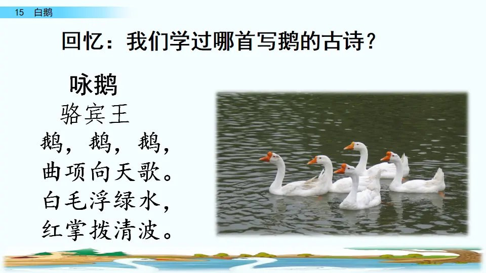 15 白鹅（课件4）_01.webp