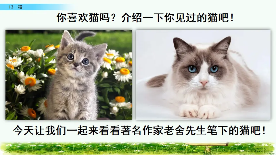 13 猫（课件4）_01.webp