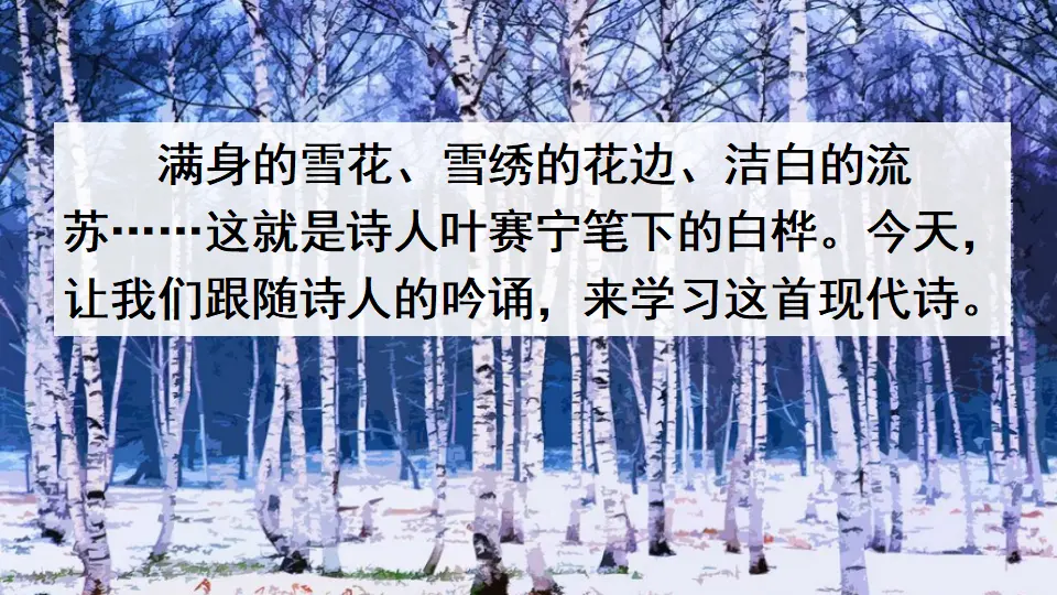 11 白桦（课件4）_01.webp