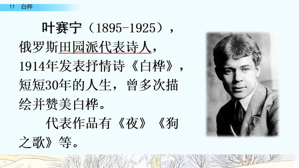 11 白桦（课件4）_02.webp