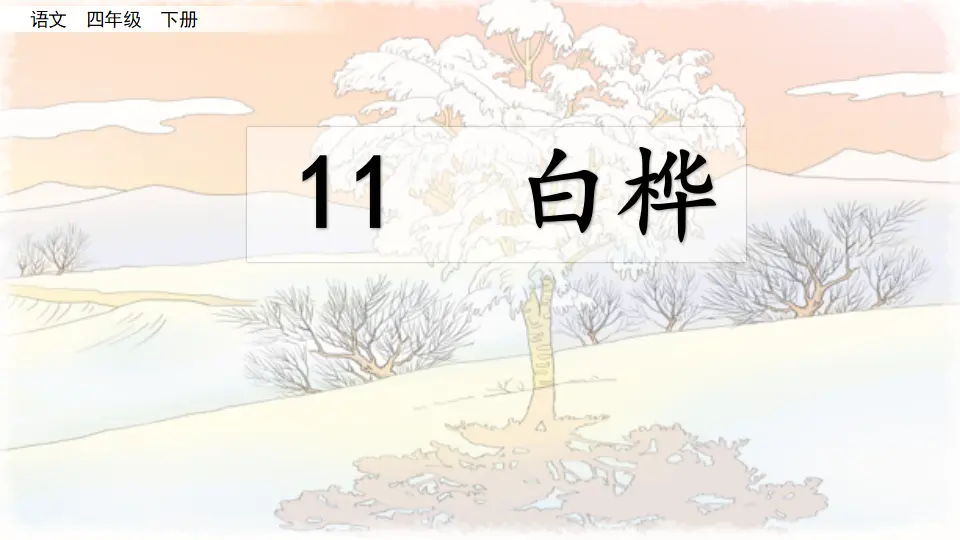 11 白桦（课件4）_03.webp