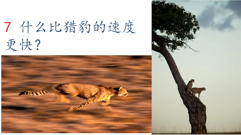 7 什么比猎豹的速度更快（课件1）_01.webp