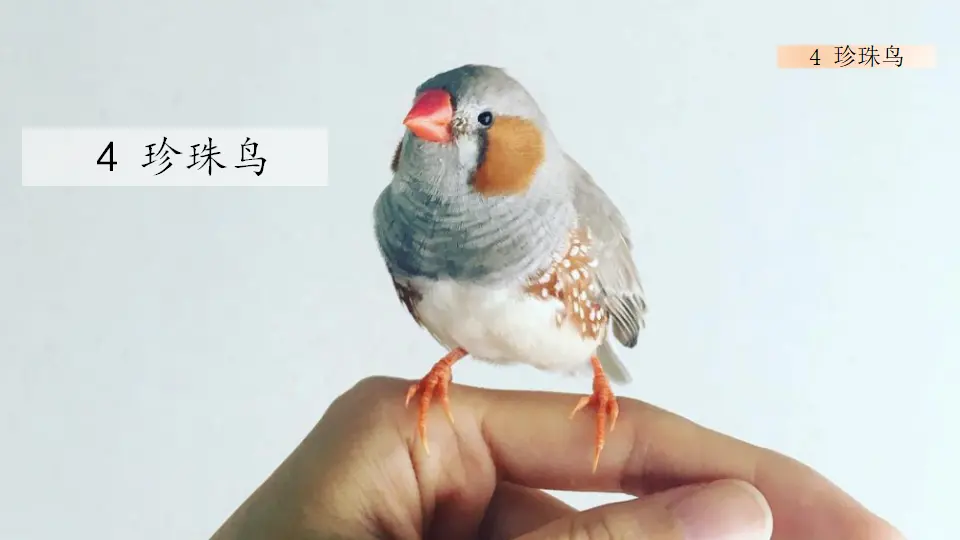 4 珍珠鸟（课件1）_01.webp