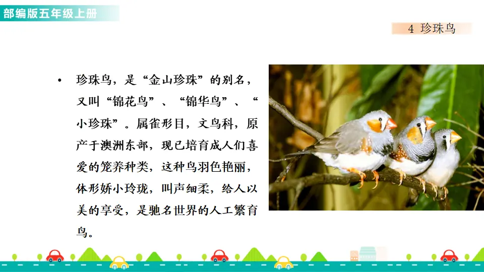 4 珍珠鸟（课件1）_02.webp
