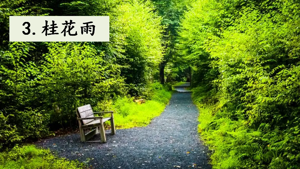 3 桂花雨（课件1）_01.webp