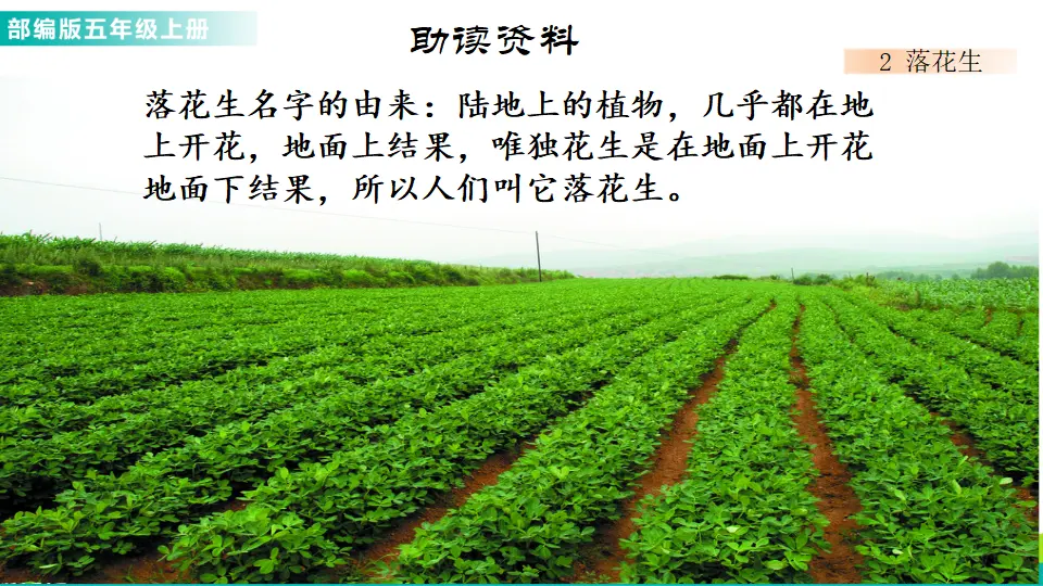2 落花生（课件1）_02.webp