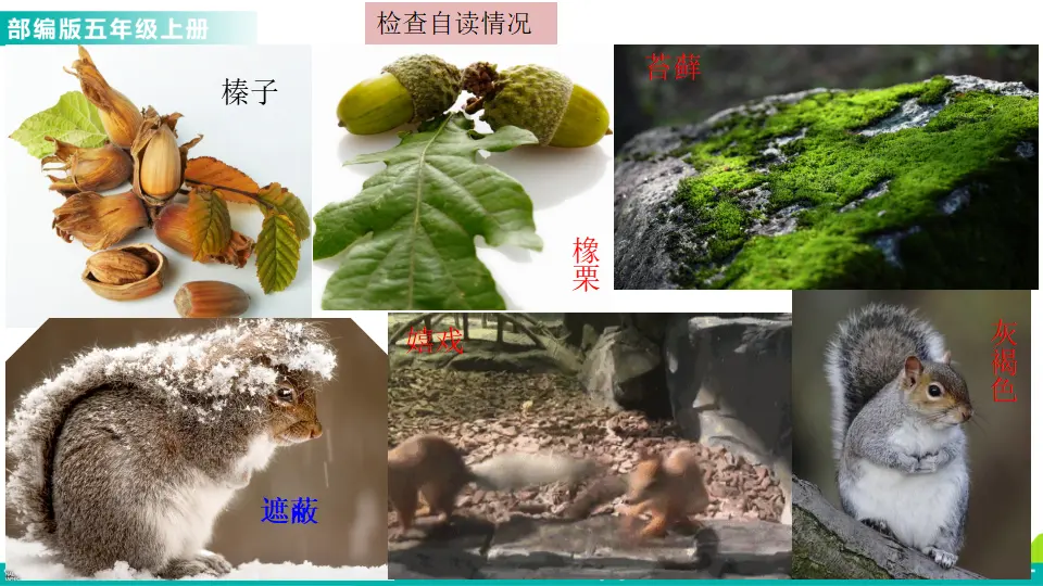 17 松鼠（课件1）_04.webp