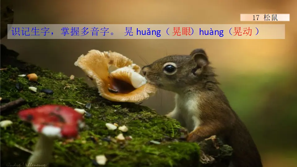 17 松鼠（课件1）_05.webp