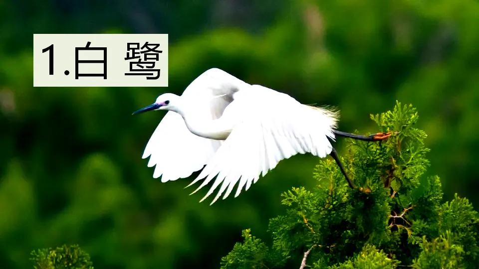 1 白鹭（课件1）_01.webp