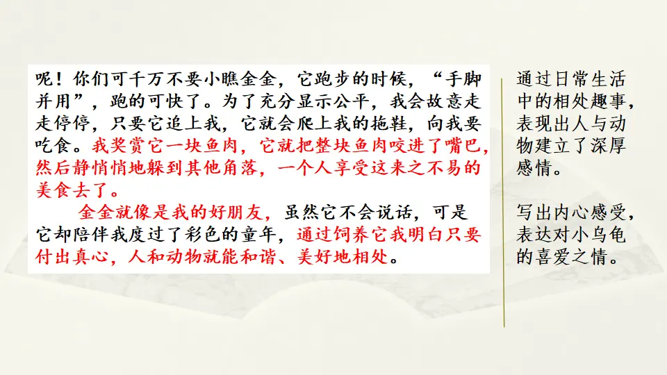 范文2：我的心爱之物——可爱的“金金”（课件2）_02.webp