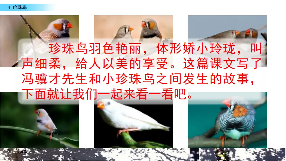 4 珍珠鸟（课件2）_01.webp