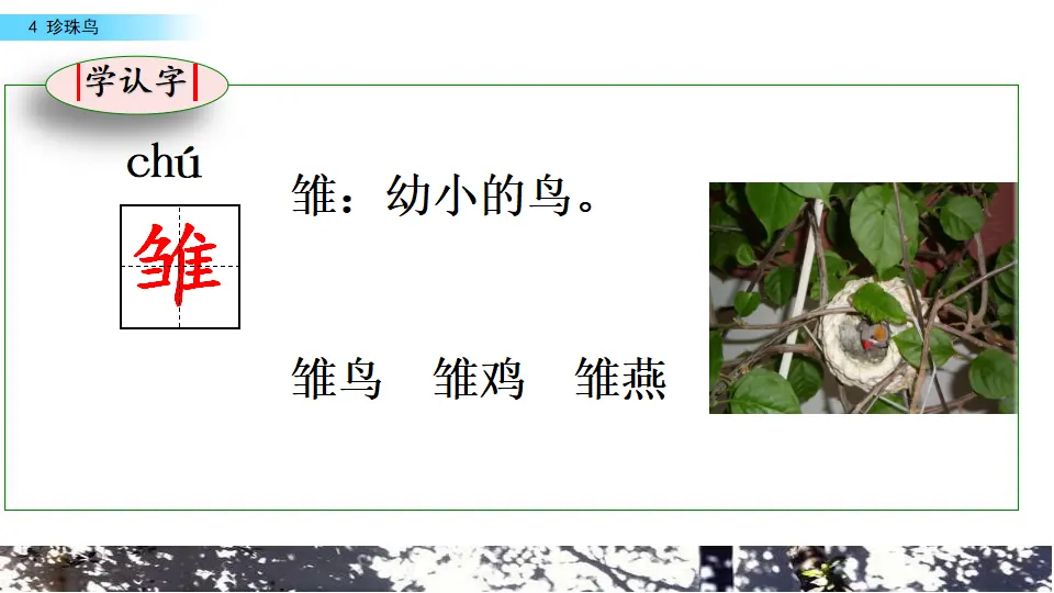 4 珍珠鸟（课件2）_05.webp
