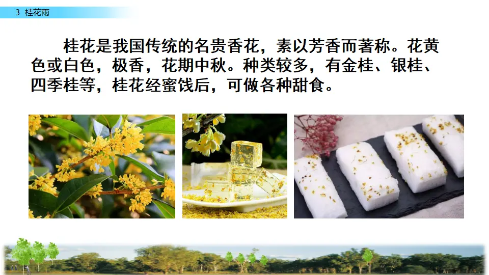 3 桂花雨（课件2）_01.webp