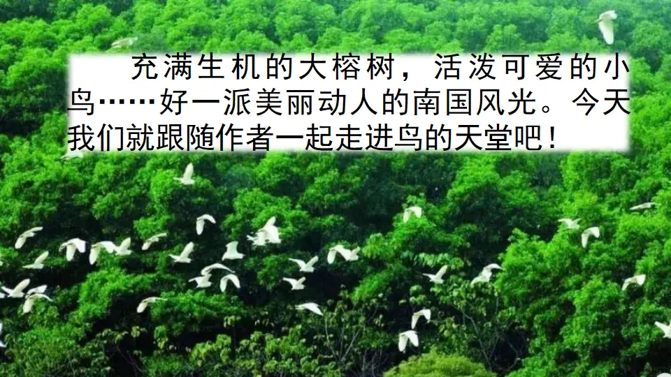 23 鸟的天堂（课件2）_01.webp