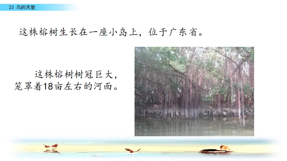 23 鸟的天堂（课件2）_05.webp