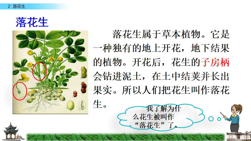 2 落花生（课件2）_04.webp