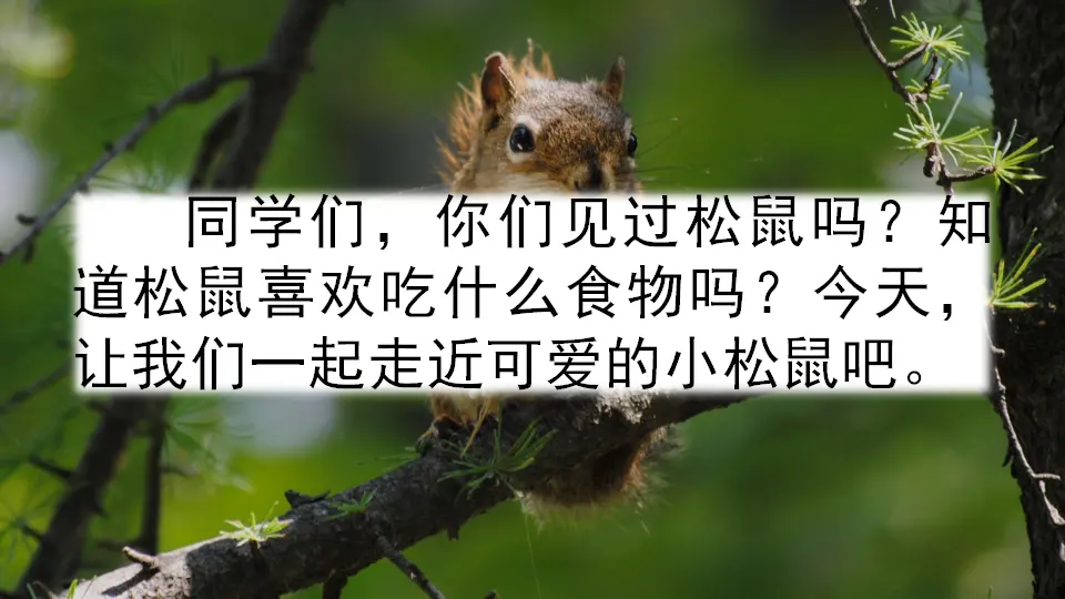 17 松鼠（课件2）_01.webp