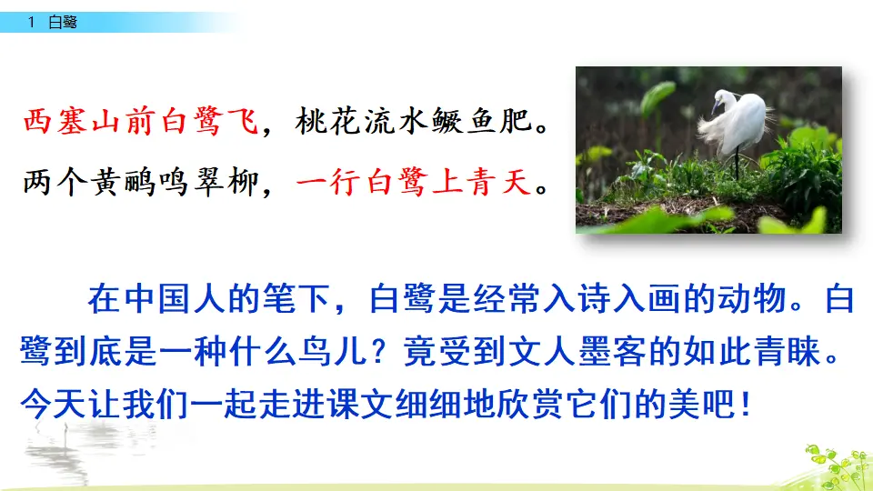 1 白鹭（课件2）_02.webp